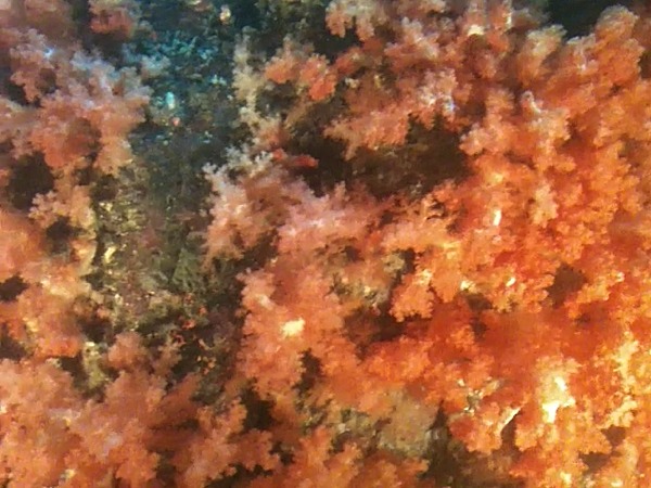 잠수함 안에서 찍은 붉은색 산호초